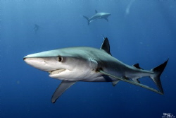 Blue shark, Azores by Daniel Strub 